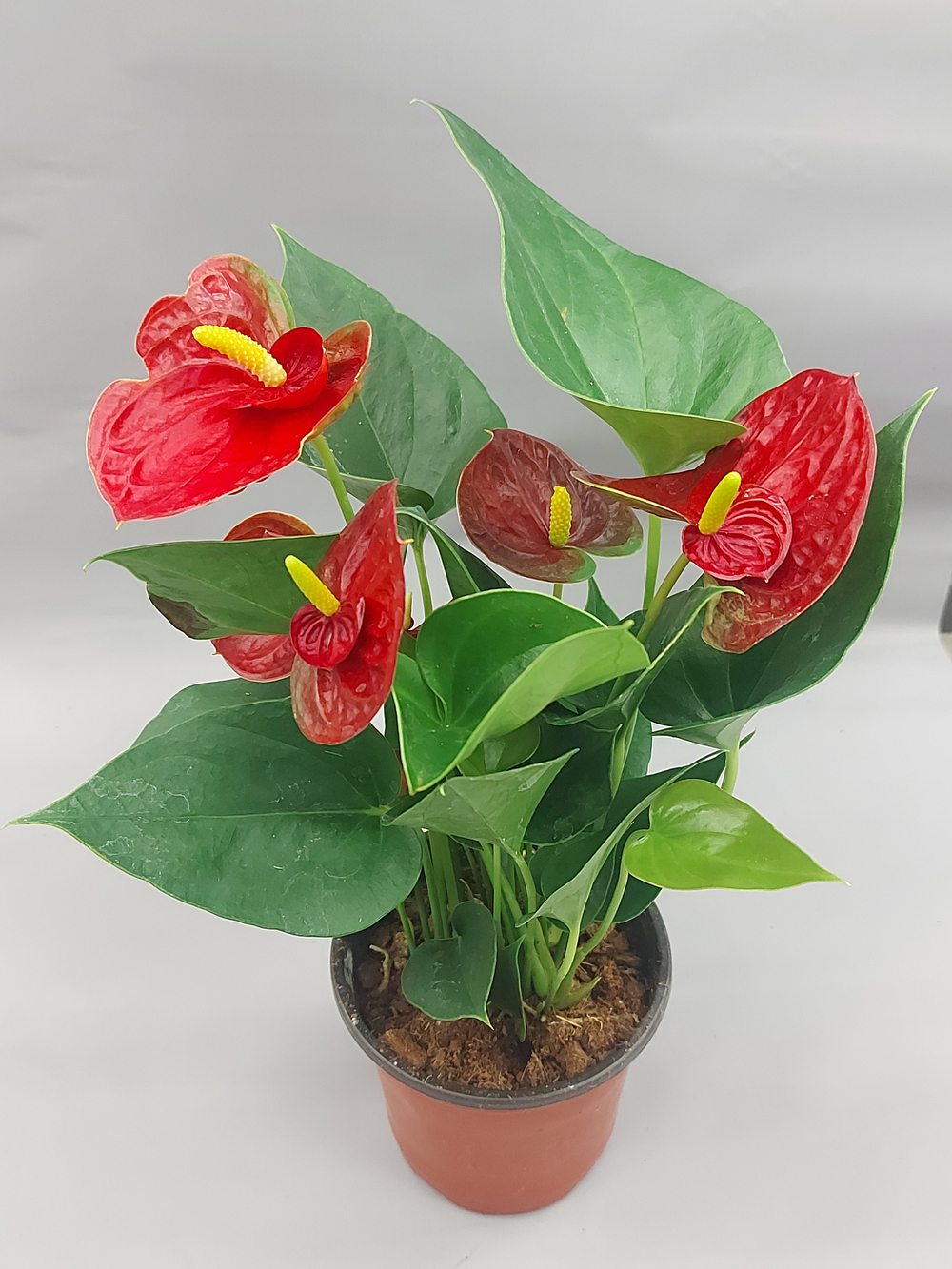 Антуриум Саксес Ред 12/36