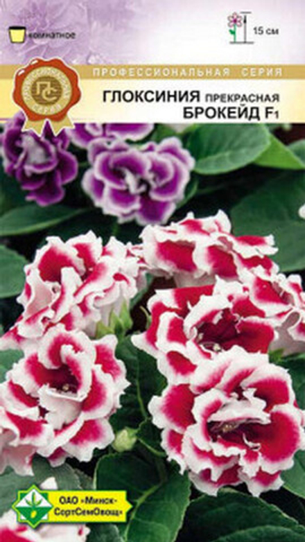 Глоксиния прекрасная "Брокейд F1" 7шт, Германия.