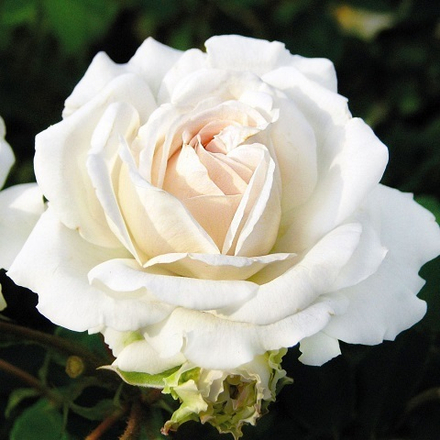 Роза Флорибунда Kosmos