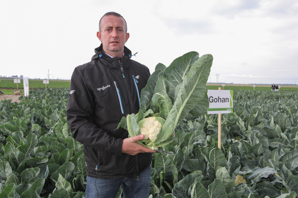 Капуста цв. Гохан F1 (50шт)  Витагрин Профи