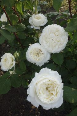 Сидзуку (Shizuku)