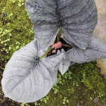 Алоказия BISMA RED TRICOLOR