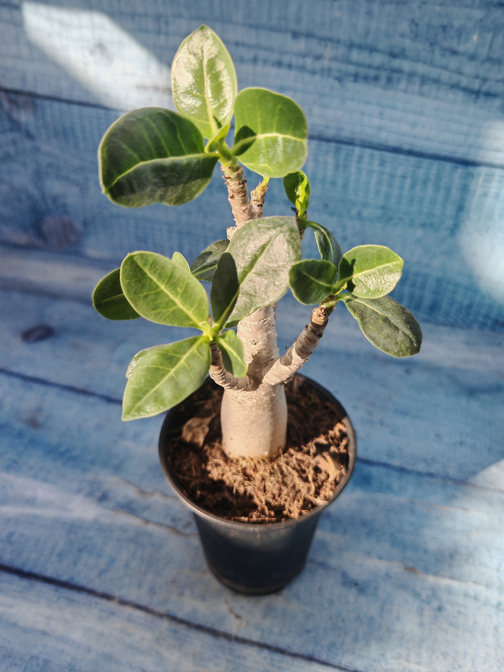 Adenium Baobab (Адениум)