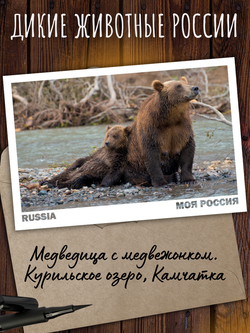 Моя Россия. Звери