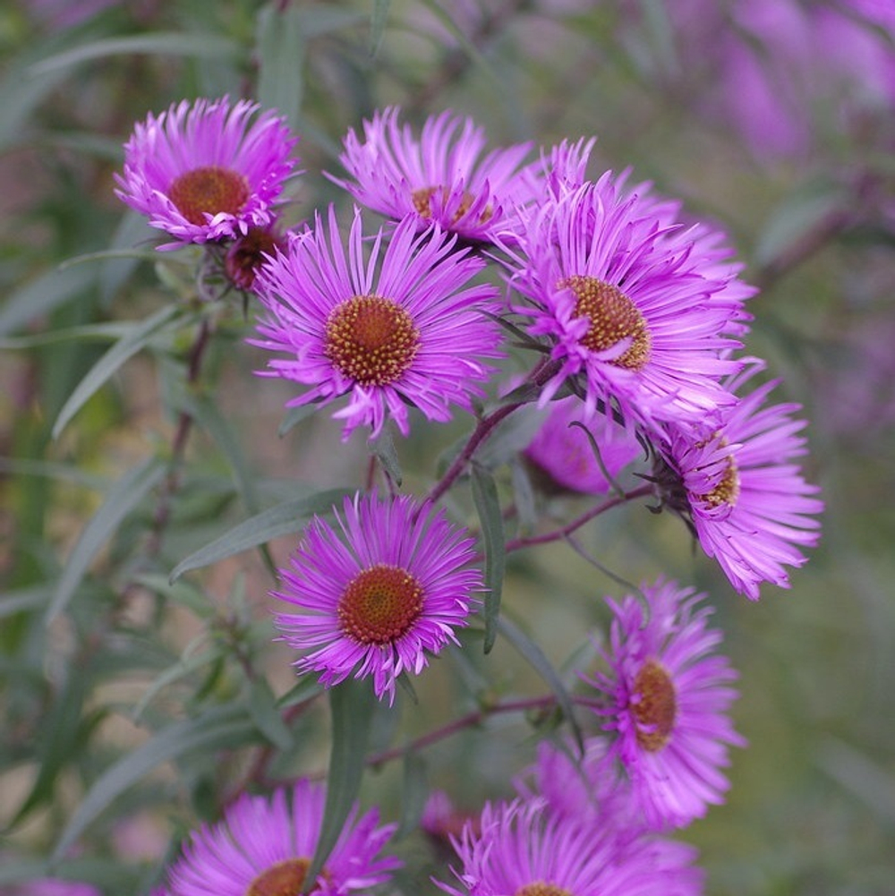 Астра новоанглийская "Barrs Pink". Aster novae-angliae "Barrs Pink".