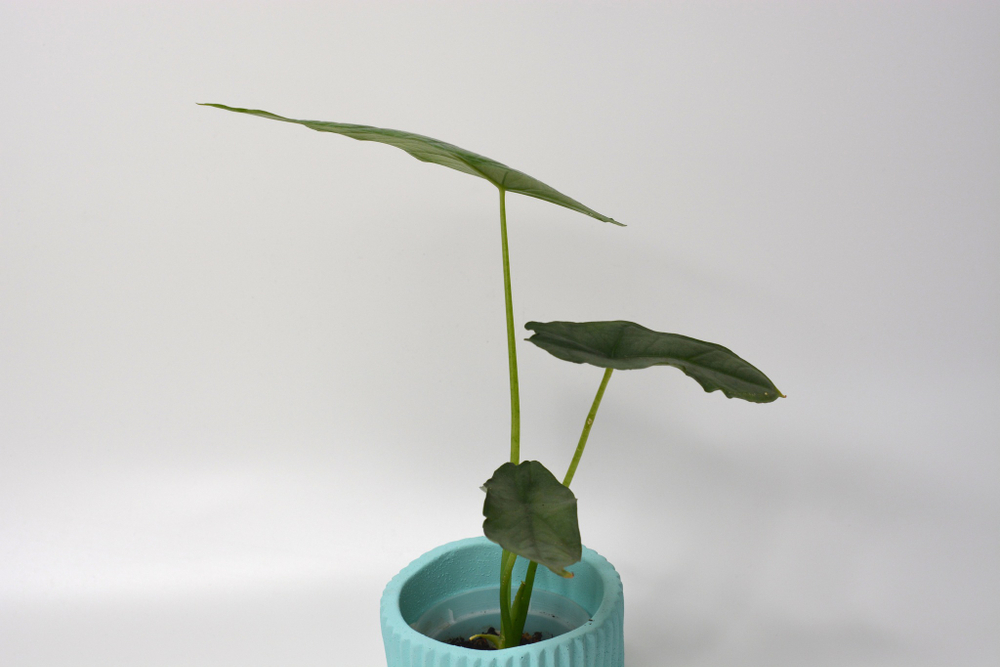 Алоказия Драгон Бреф / Alocasia Dragon Breath
