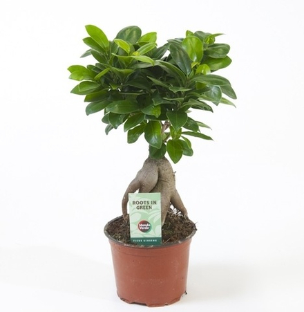 Фикус микрокарпа Гинсенг