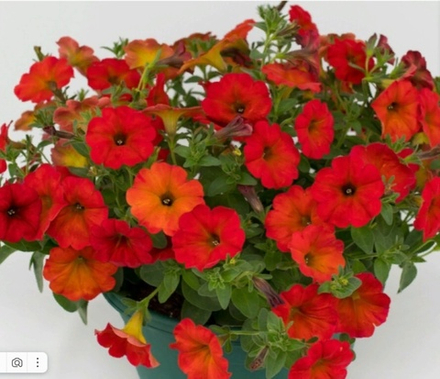 ЕВРО Петхоа Beautical Red Marple ОКС укорененный черенок 15-20 февраля