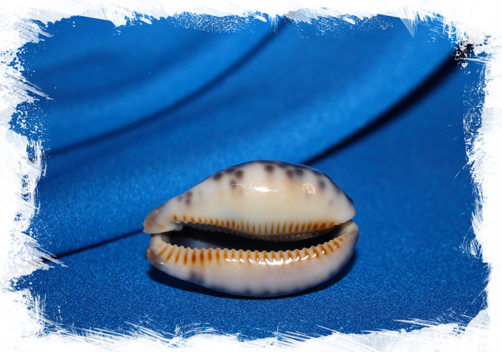 Ципрея граяна (Mauritia grayana)