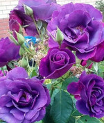 Рапсодия ин Блю (Rhapsody in Blue)