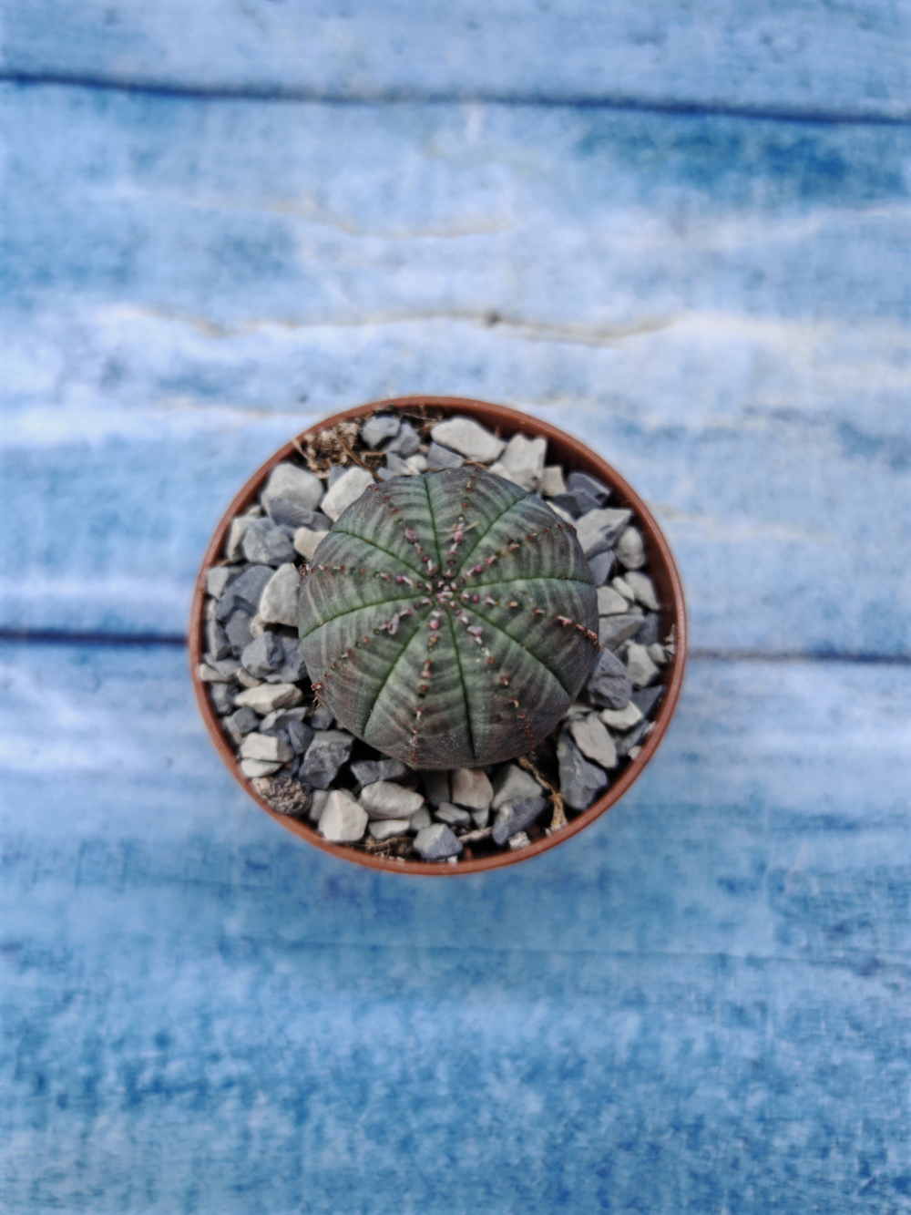 Euphorbia Obesa (Эуфорбия)