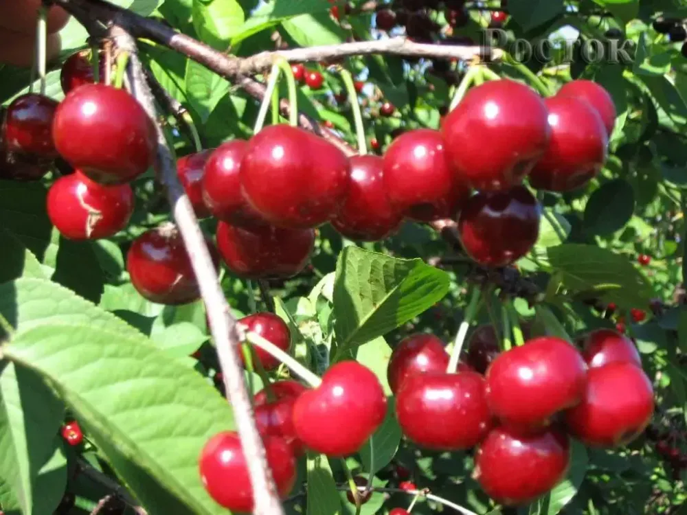 Вишня дюк Саратовская малышка (Малышка) С5 Закупка М69 июнь 2026