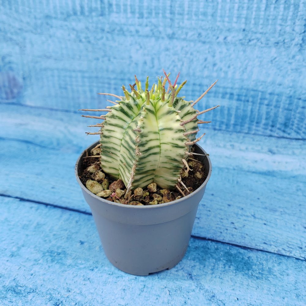 Euphorbia meloformis f. Variegated (Эуфорбия вариегатная)