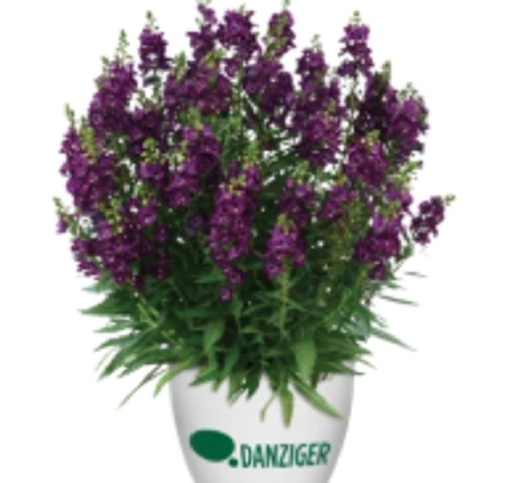 ЕВРО Ангелония (Alonia) Big Grape укорененный ЕВРО черенок НАЧАЛО ЯНВАРЯ поставка 5