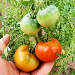 Помидоры Верблюжёнок Трудяга - Camel Hardworker Tomato
