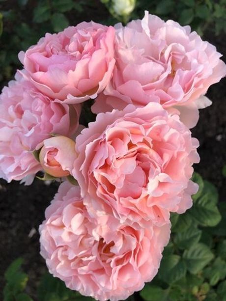 Принцесс Шарлен Де Монако (Princesse Charlene De Monaco)