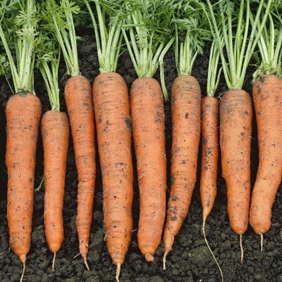 Небула F1 семена моркови нантской (Seminis / ALEXAGRO) отзывы