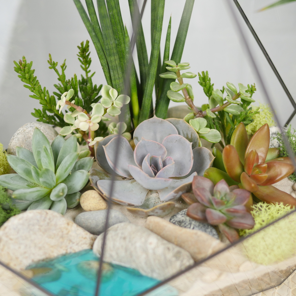 Готовый флорариум с суккулентами Калипсо с озером