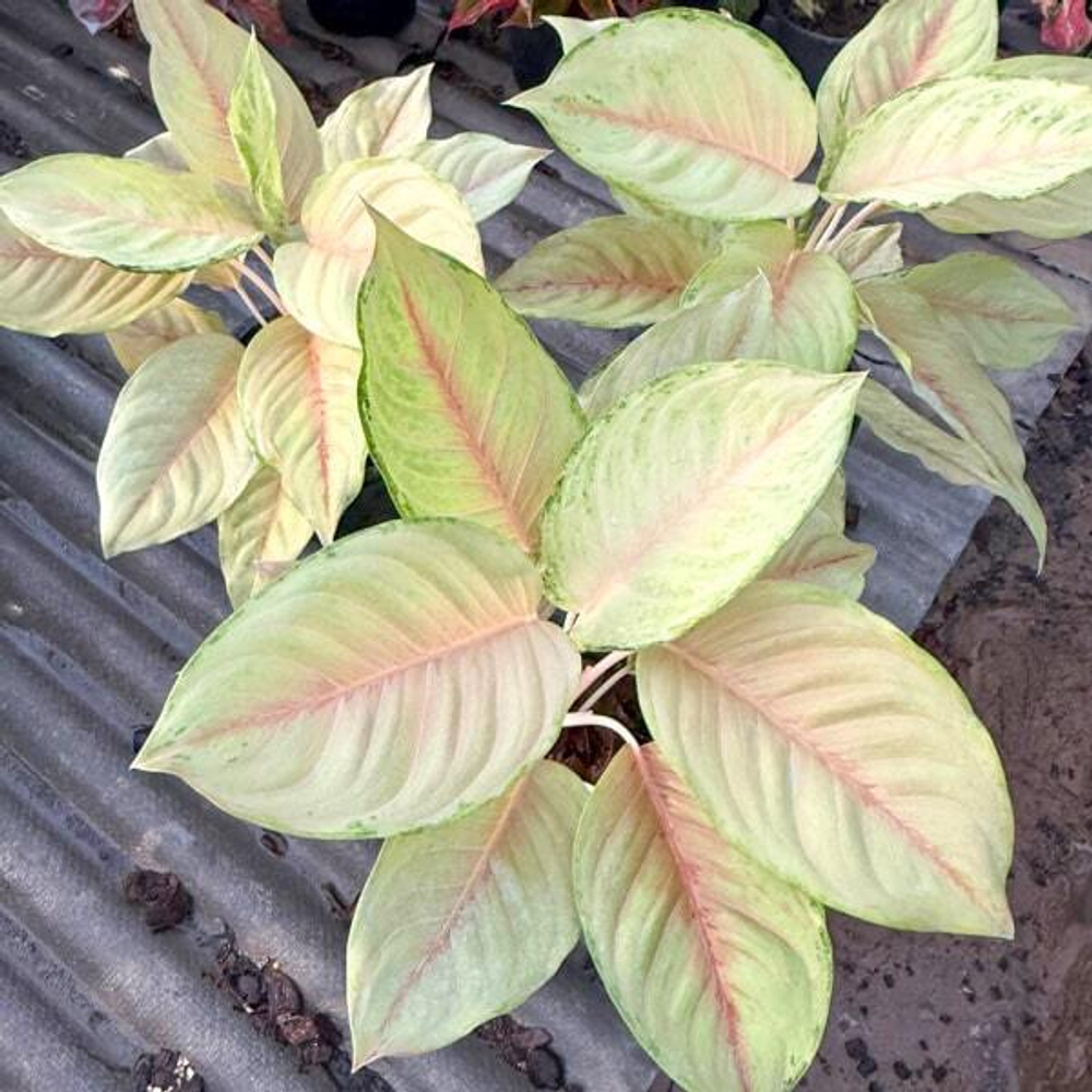 Аглаонема UNICORN