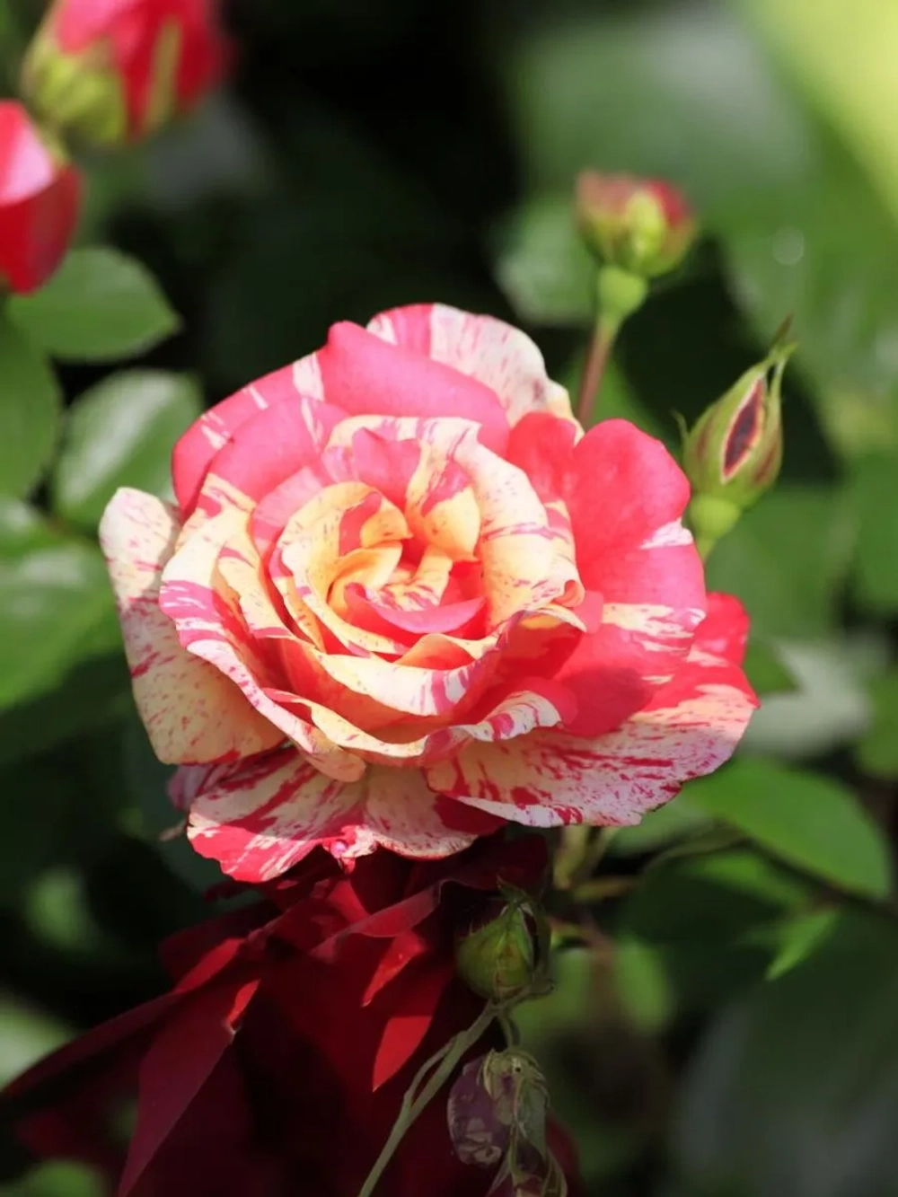 Роза флорибунда Токаде