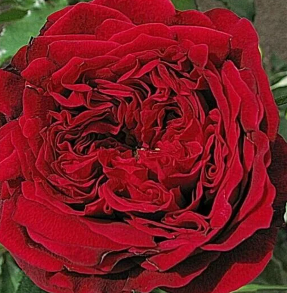 Роза парковая Тесс ОКС конец апреля -май 2026