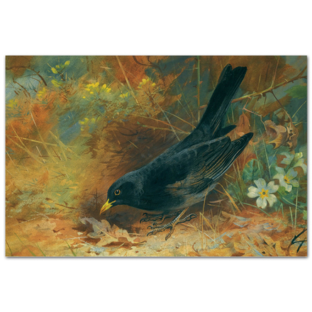 Чёрный дрозд. Арчибальд Торберн