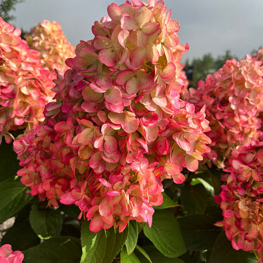 Бонфаер «Bloody Marie» С5