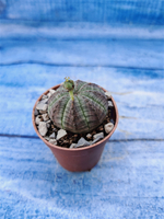 Euphorbia Obesa (Эуфорбия)