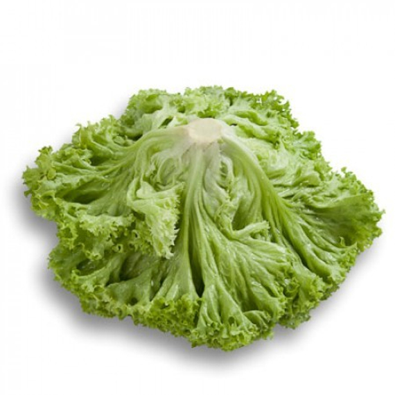 Локарно рз семена салата лолло блонда (Rijk Zwaan / Райк Цваан) культура – фото 2
