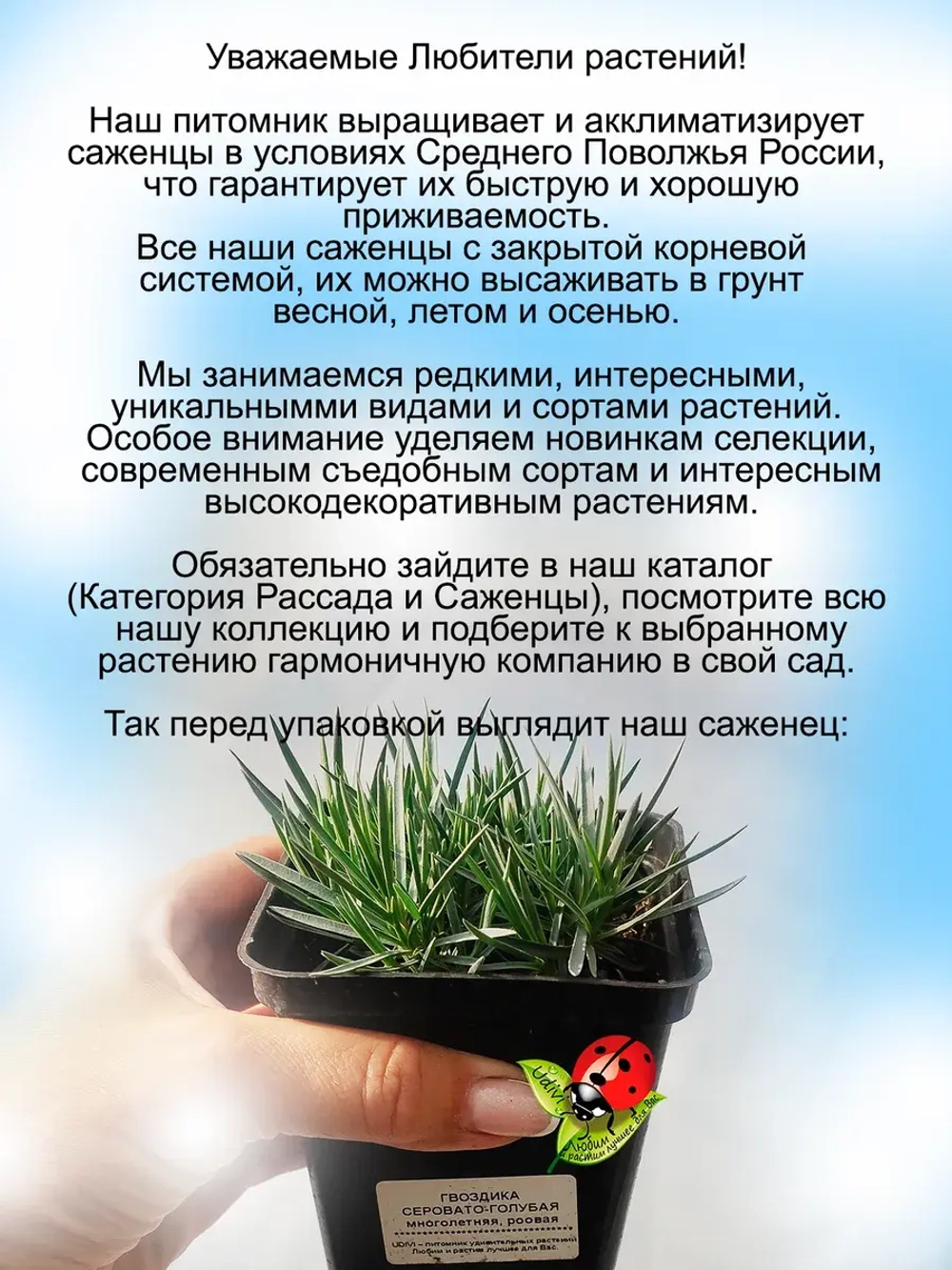 Гвоздика серовато-голубая "Пинк Бланка" многолетняя