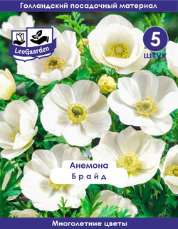 Анемона луковицы, Брайд 5шт