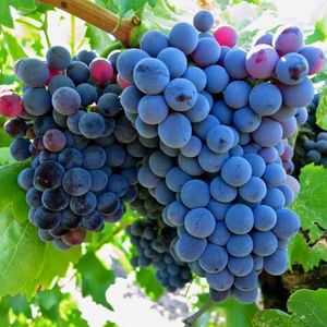 Гренаш (фр. Grenache) - красный сорт винограда