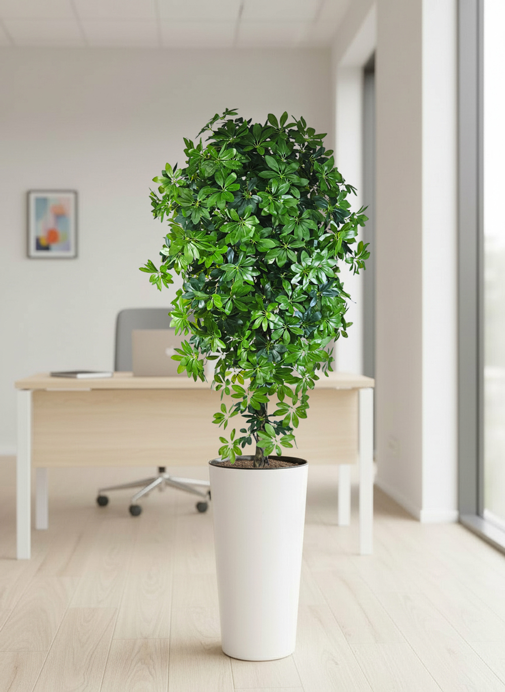 Шеффлера в высоком глянцевом кашпо