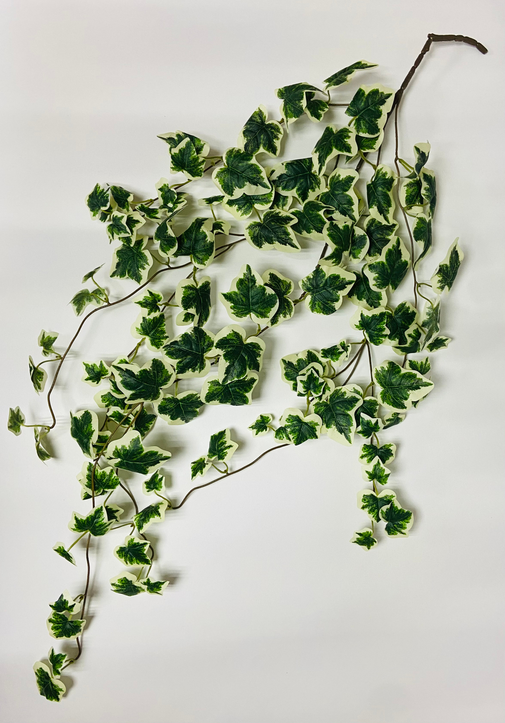 Плющ ампельный