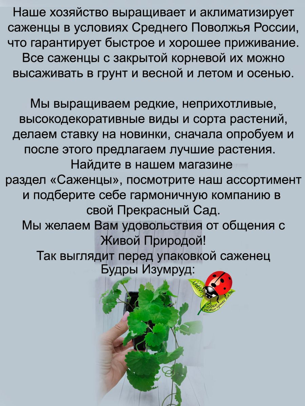 Будра Изумрудная плющевидная почвопокровная многолетник
