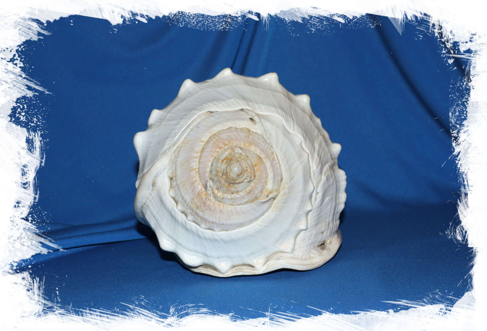 Кассис мадагаскаренсис (Cassis madagascariensis)