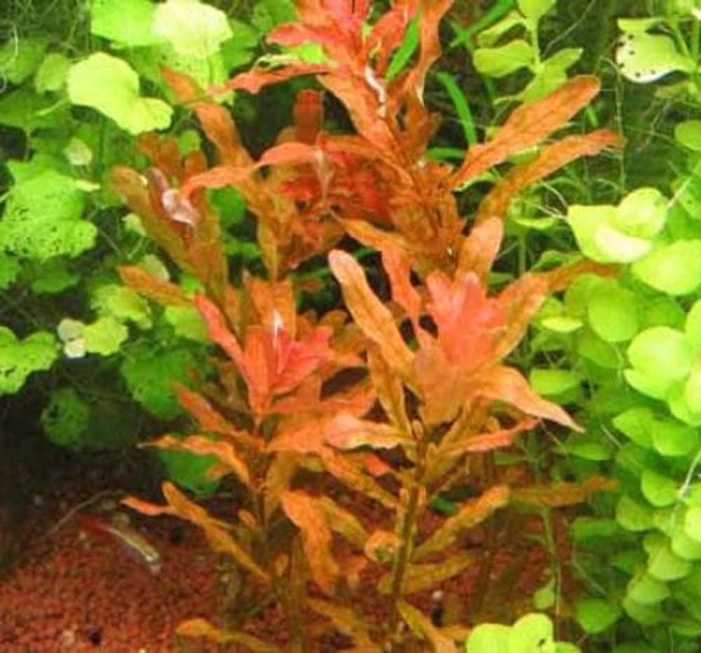 Людвигия кубинская (816)