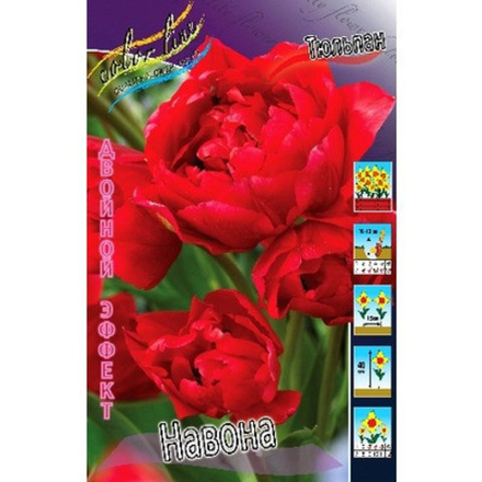 Тюльпан Навона
