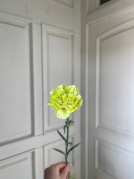 Диантус в зеленом оттенке