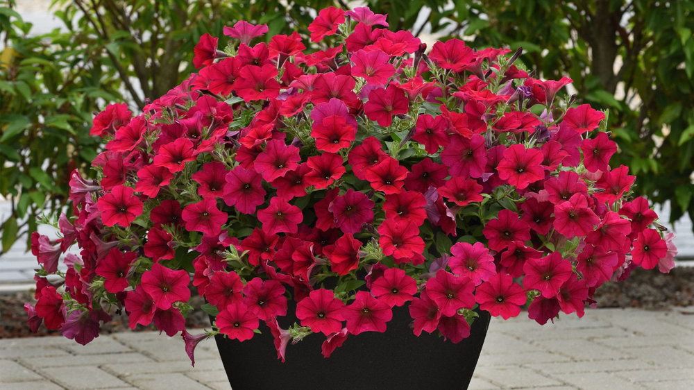 П29 Петуния ампельная Tidal Wave Red Velour