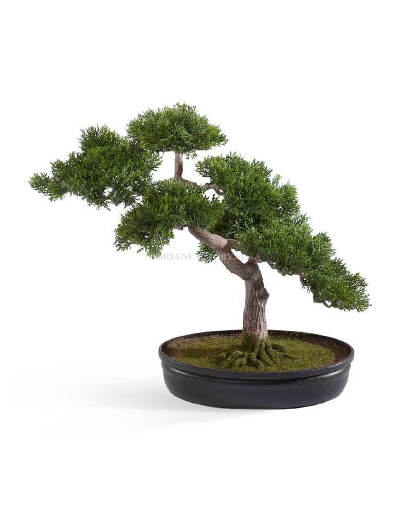 Бонсай Сосна-мини в кашпо в-40 см