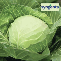 КЕВИН F1 семена капусты белокочанной (Syngenta | Alexagro)