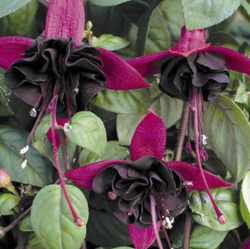 Фуксия Giant Blacky