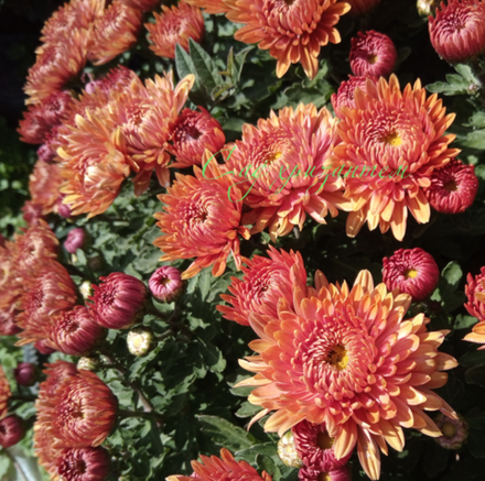 Хризантема мультифлора Coeur De bronzes м.77 /поставка весна 2026г/