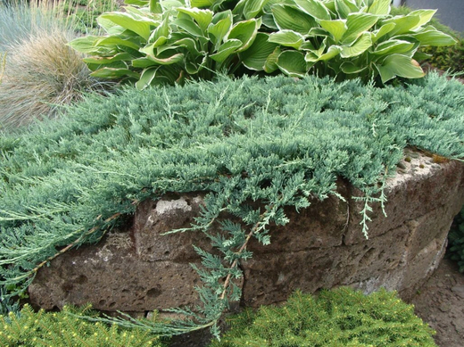 Можжевельник Вилтони Р9 10-15см*10-15 см Закупка М62 апрель-май 2026