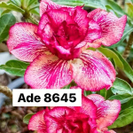 Адениум обесум 8645