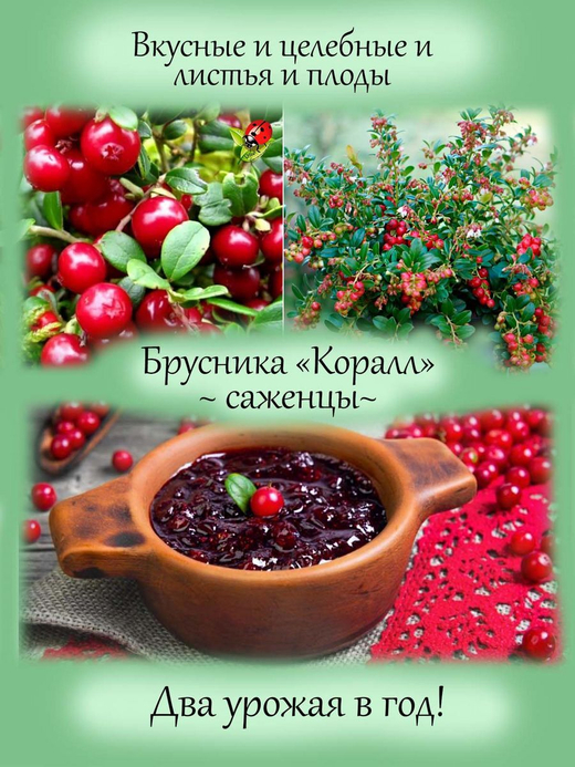 Брусника садовая Коралл саженцы два урожая