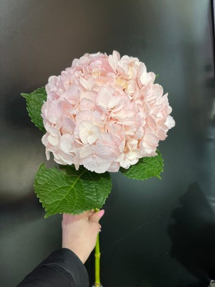 Гортензия(нежно розовая)
