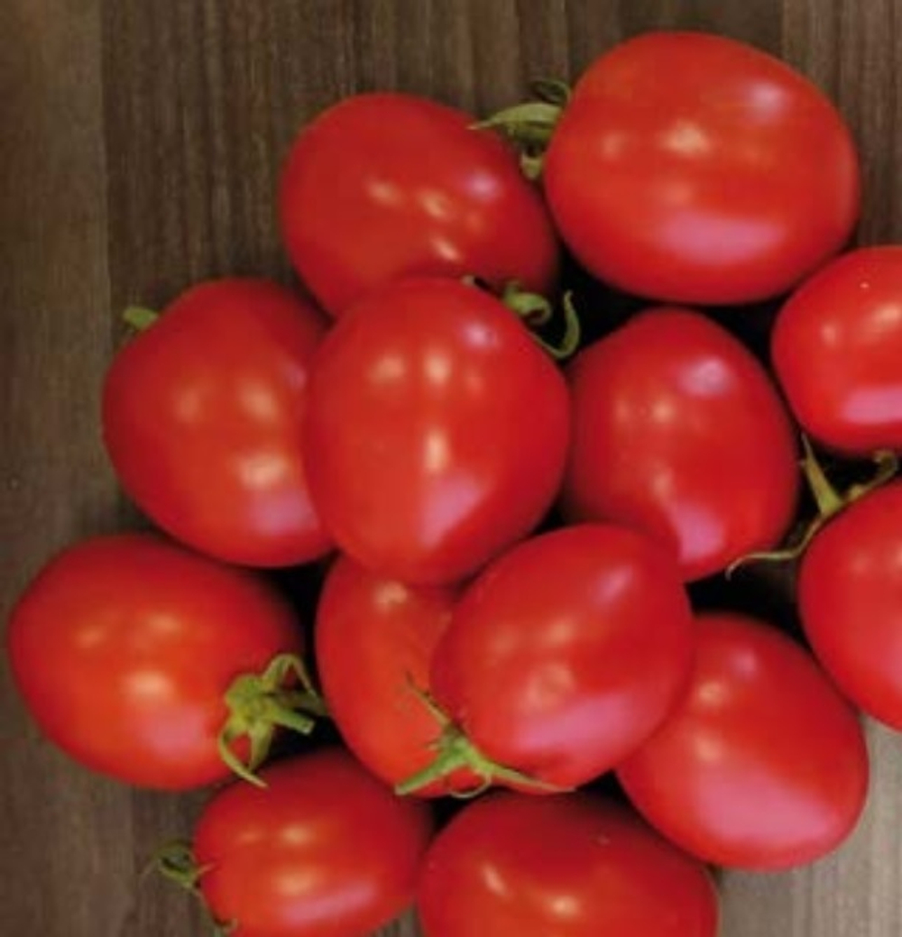 Гюзель F1 семена томата детерминантного (Sakata / Саката)