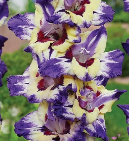 Гладиолус крупноцветковый Циркус Клаб луковица март 2026